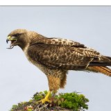 7715-2 Red-tailed Hawk